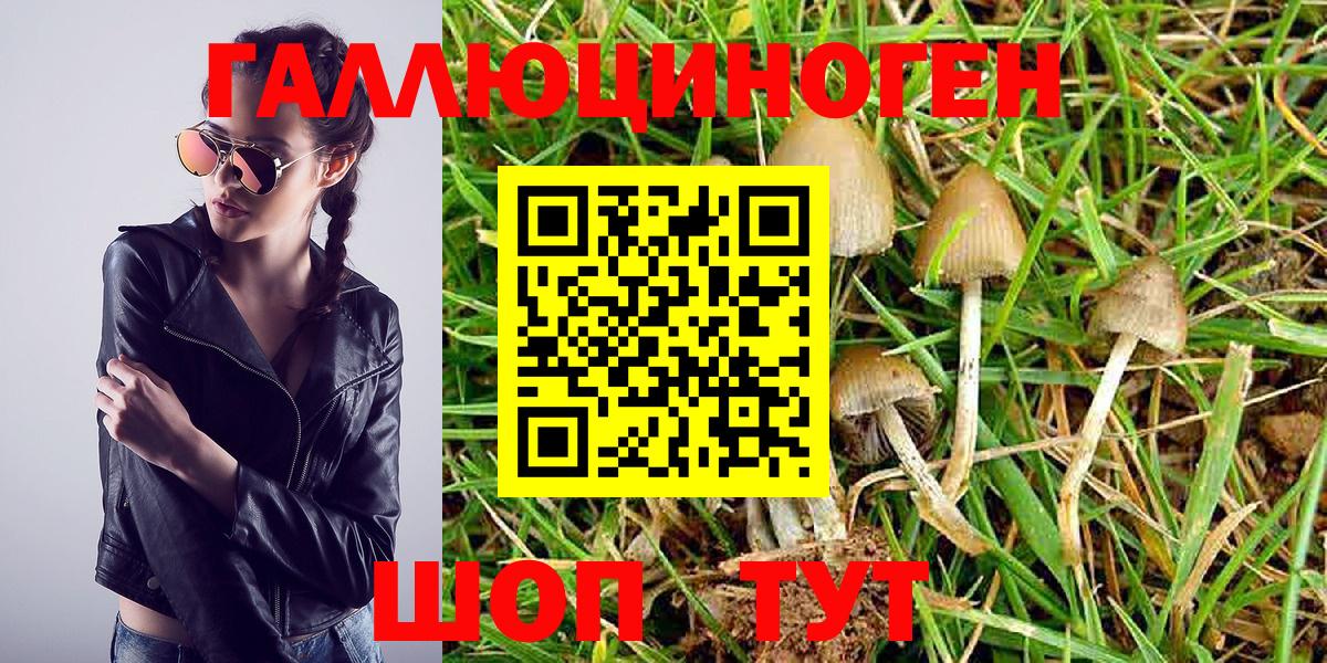 Асино  Псилоцибиновые грибы Cubensis  Вход с VPN  Псилоцибиновые грибы Psilocybe 